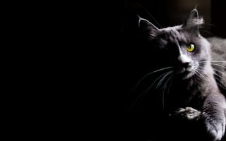 Картинка кошка, кот, киса, чёрный, взгляд