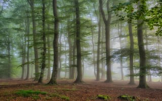 Картинка лес, листья, ветки, листва, деревья, природа, туман, пень