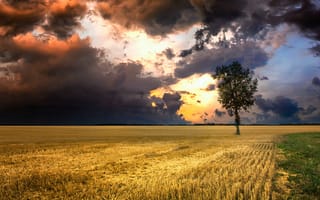 Картинка поле, осень, пасмурно, небо, тучи, деревья, горизонт, простор