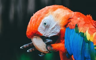 Картинка взгляд, поза, птица, темный, клюв, портрет, попугай, когти