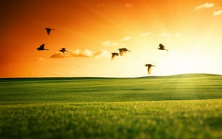 Картинка от lolita777, природа, солнце, поле, закат, лебеди, пейзаж, летят, небо, зеленое, птицы