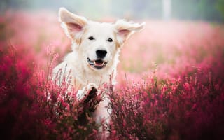 Обои собака, животное, природа, лаванда, пёс, цветы, поле