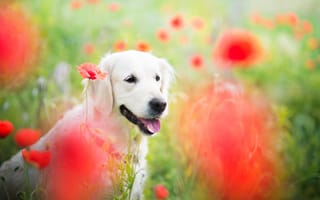 Картинка собака, природа, поле, пёс, животное, цветы, маки