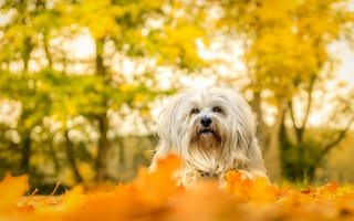 Картинка собака, осень, взгляд, друг