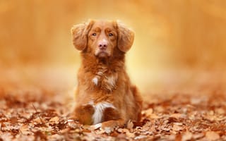Картинка собака, взгляд, осень, портрет, листья