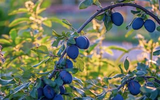 Картинка лето, листья, дуга, сад, деревья, плоды, ветки, синий