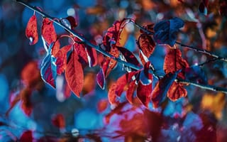 Картинка осень, синий, ветка, размытие, осенние листья, красные, листья, багрянец, свет, осенние, контрастно, боке, ветки, яркие, природа