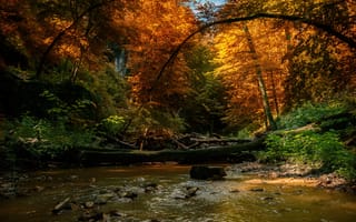 Картинка осень, деревья, пейзаж, речушка, природа, Tamas Hauk, валежник, лес