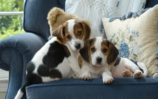Картинка от lolita777, собаки, двое, кресло, пара, щенки, голубой, милые, два, подушки