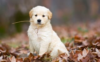 Картинка собака, осень, милый, опавшие, белый, соломинка, щенок, листья