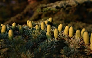 Картинка деревья, ветки, темный, шишки, хвоя, сосна, хвойные, природа