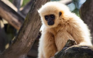 Картинка белый, взгляд, морда, поза, малыш, портрет, деревья