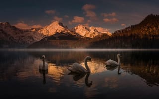 Обои закат, Friedrich Beren, горы, лебеди, озеро