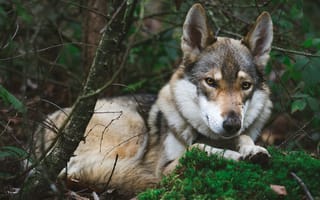 Картинка ветки, природа, поза, лежит, волк