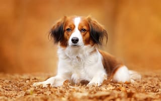 Картинка Коикерхондье, собака, листья, взгляд, портрет, осень