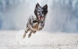 Картинка собака, бег, прыжок