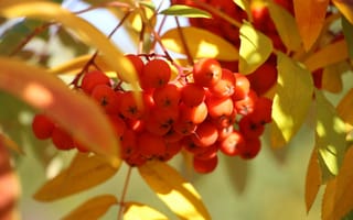 Картинка осень, красный, ягоды, Рябина