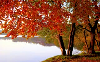 Обои парк, пруд, осень, листья, багрянец, деревья, озеро