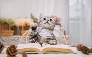 Картинка кот, стол, книга