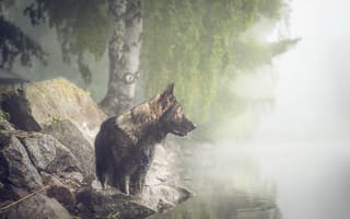 Картинка собака, туман, друг, взгляд