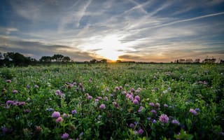 Картинка поле, трава, заря, клевер