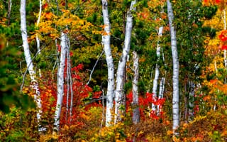 Картинка осень, деревья, лес