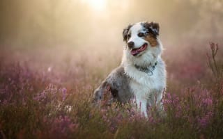 Картинка Австралийская овчарка, собака, Аусси, вереск