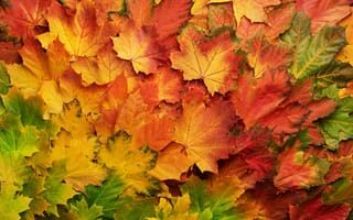 Обои осень, листья, leaves, autumn, colorful, maple, клен