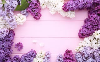 Обои цветы, lilac, flowers, wood, purple, сирень