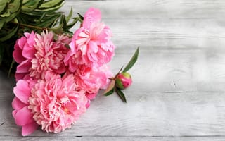 Картинка цветы, пионы, wood, розовые, peonies, flowers, pink