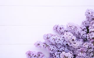 Картинка цветы, lilac, flowers, wood, сирень