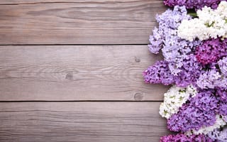 Картинка цветы, сирень, flowers, purple, wood, lilac
