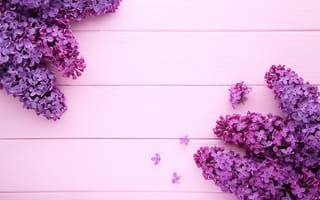 Картинка цветы, purple, сирень, flowers, pink, розовый, wood, lilac