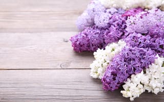 Картинка цветы, flowers, lilac, сирень, wood, purple