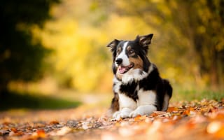 Картинка собака, друг, листья, питомец, осень