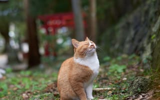 Картинка рыжий кот, наслаждение, удовольствие