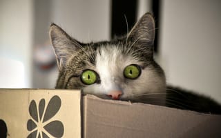 Картинка кот, коробка, кошак, взгляд, глаза