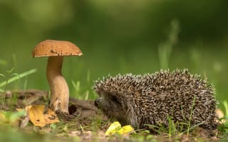 Картинка природа, Андрей Киселёв, ёжик, гриб