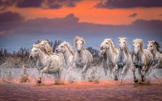 Картинка вода, закат, кони, лошади, брызги, табун
