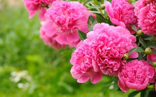 Картинка листья, лепестки, бутоны, пионы, стебель, сад