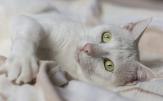 Картинка белая кошка, глаза, мордочка, кошка