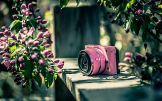 Картинка Nikon, фотоаппарат, цвет