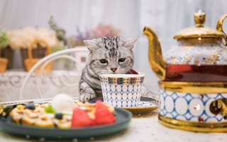 Картинка кошка, стол, чашка