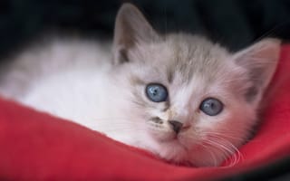 Картинка котёнок, голубые глаза, мордочка, взгляд
