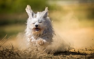 Картинка Гаванский бишон, лохматая, бег, собака, пыль