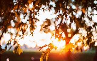 Картинка дерево, листья, боке, солнце