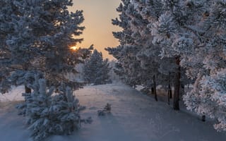 Обои зима, солнце, Александр Макеев, природа, деревья, рассвет, лучи, снег, сосны, утро