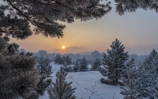 Картинка зима, туман, Александр Макеев, солнце, следы, природа, сосны, деревья, снег, рассвет, пейзаж, утро