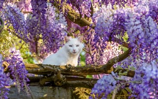 Картинка кошка, вистерия, белая, дерево, взгляд, глициния