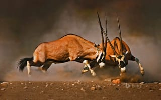 Картинка Etosha National Park, турнир, Намибия, Африка, рога